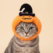 Gray tabby cat wearing the pumpkin bonnet with a small witch hat on top