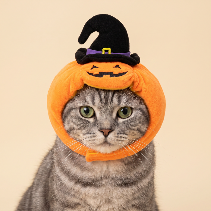 Gray tabby cat wearing the pumpkin bonnet with a small witch hat on top