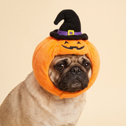 Pug wearing the pumpkin bonnet, face showing through the padded orange ring