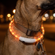 Close-up of the glow collar lit at night, worn above an everyday collar with ID tags