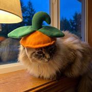Long-haired cat wearing the pumpkin cap on a windowsill at dusk
