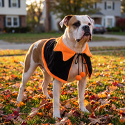 American bulldog in the black side of the cape standing in fallen autumn leaves