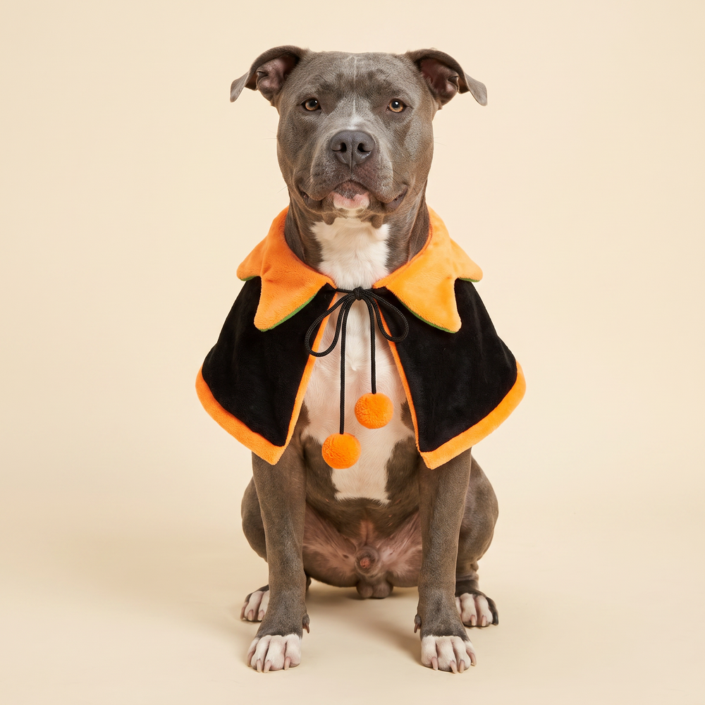 Pitbull wearing the black side of The Reversible Pumpkin Cape, orange collar and two pom-pom ties