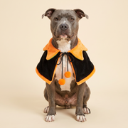Pitbull wearing the black side of The Reversible Pumpkin Cape, orange collar and two pom-pom ties