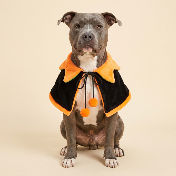 Pitbull wearing the black side of The Reversible Pumpkin Cape, orange collar and two pom-pom ties