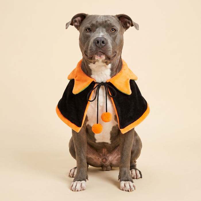 Pitbull wearing the black side of The Reversible Pumpkin Cape, orange collar and two pom-pom ties