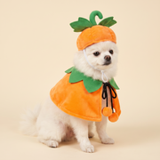 Small white pomeranian wearing the pumpkin cap and cape set