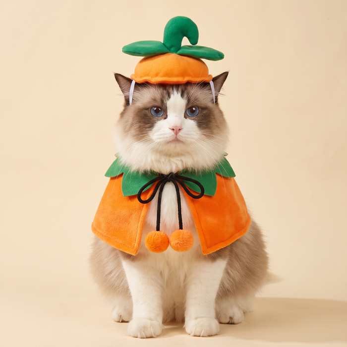 Ragdoll cat wearing the pumpkin cap and matching orange cape together